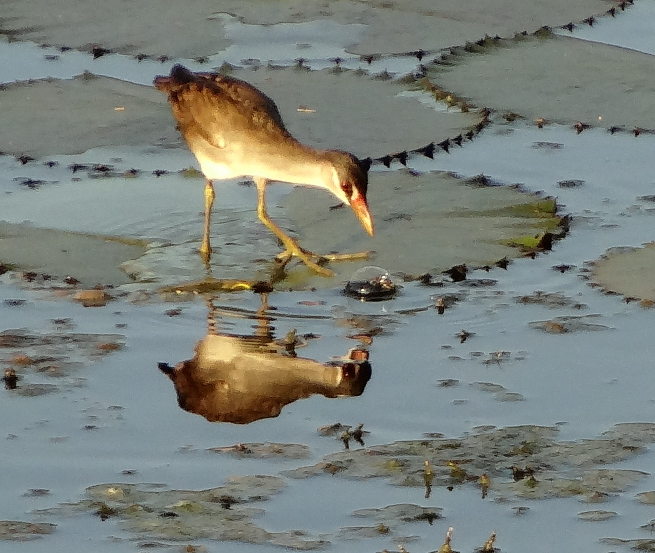 White-browed Crake